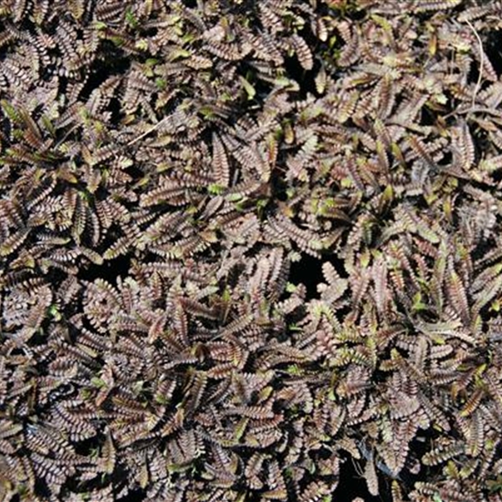 Leptinella squalida 'Platt's Black' Leptinella squalida 'Platt's Black'