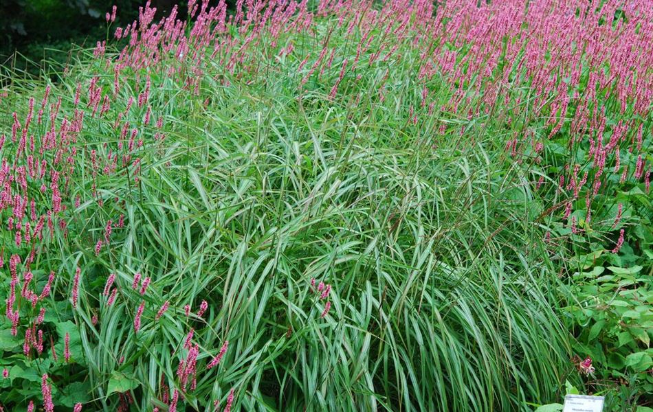 Miscanthus sinensis 'Afrika' Miscanthus sinensis 'Afrika'