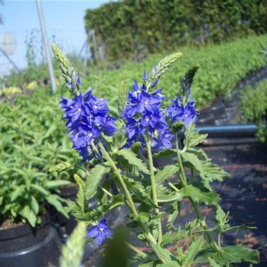 Veronica austriaca 'Knallblau' Veronica austriaca 'Knallblau'