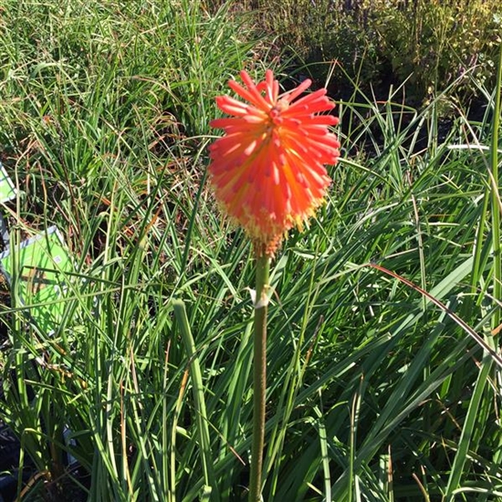 Kniphofia rooperi Kniphofia rooperi
