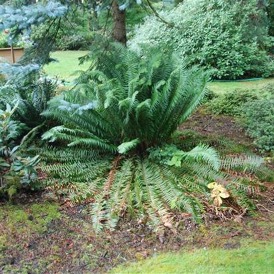 Polystichum munitum Polystichum munitum