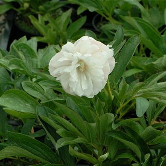 Paeonia officinalis 'Alba Plena' Paeonia officinalis 'Alba Plena'