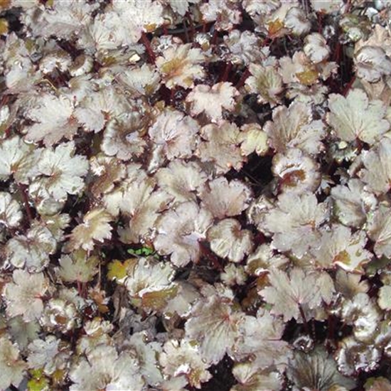 Saxifraga cortusifolia 'Black Ruby' Saxifraga cortusifolia 'Black Ruby'