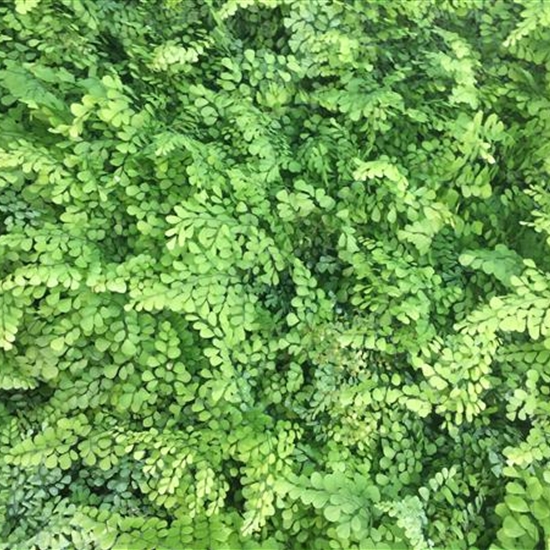 Adiantum venustum Adiantum venustum