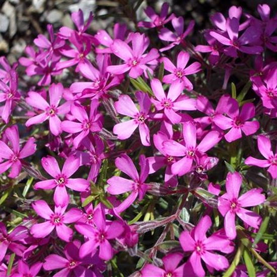 Phlox (Subulata-Gruppe) 'Janusz' Phlox (Subulata-Gruppe) 'Janusz'