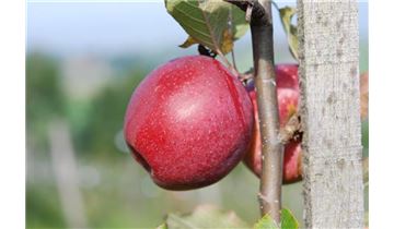 Gartenpflanzen Daepp