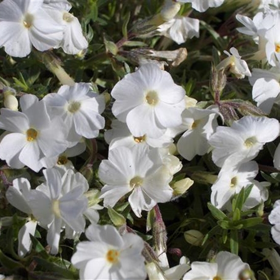 Phlox (Douglasii-Gruppe) 'White Admiral' Phlox (Douglasii-Gruppe) 'White Admiral'