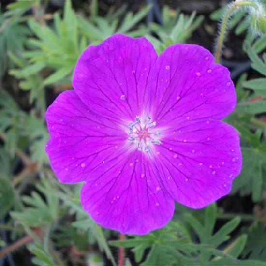 Geranium sanguineum 'Elsbeth' Geranium sanguineum 'Elsbeth'