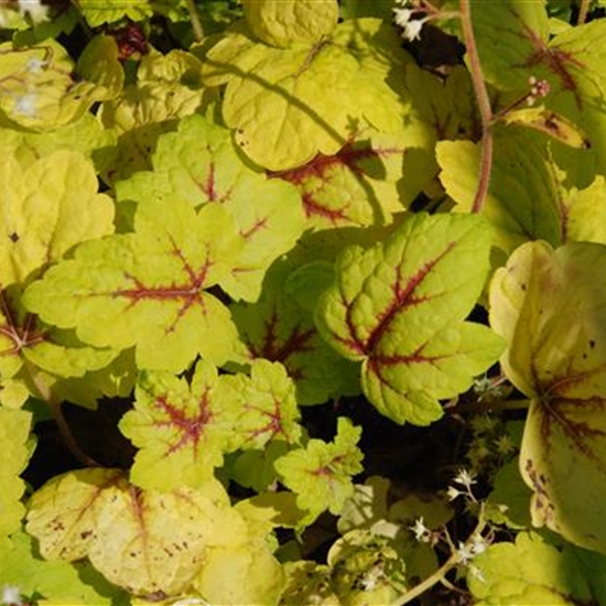 Heucherella (x) 'Stoplight'