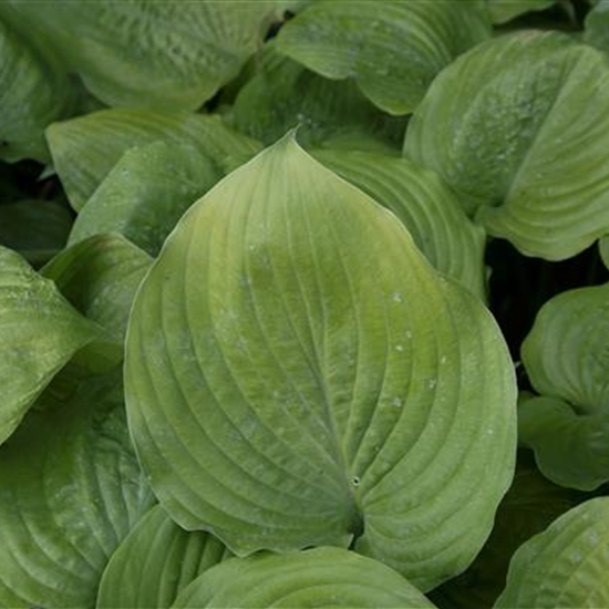 Hosta 'Sum and Substance' Hosta 'Sum and Substance'