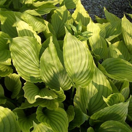 Hosta ventricosa Hosta ventricosa