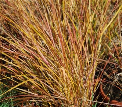 Aemanthele lessoniana