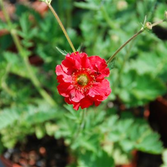 Geum chiloense 'Mrs Bradshaw' Geum chiloense 'Mrs Bradshaw'