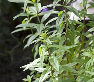 Lippia citriodora Lippia citriodora