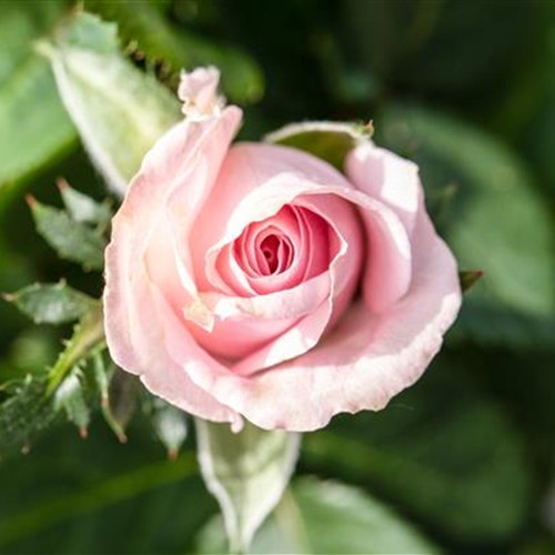 Rosen