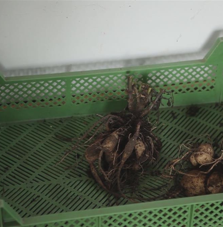 Dahlie - Überwintern Dahlie - Überwintern