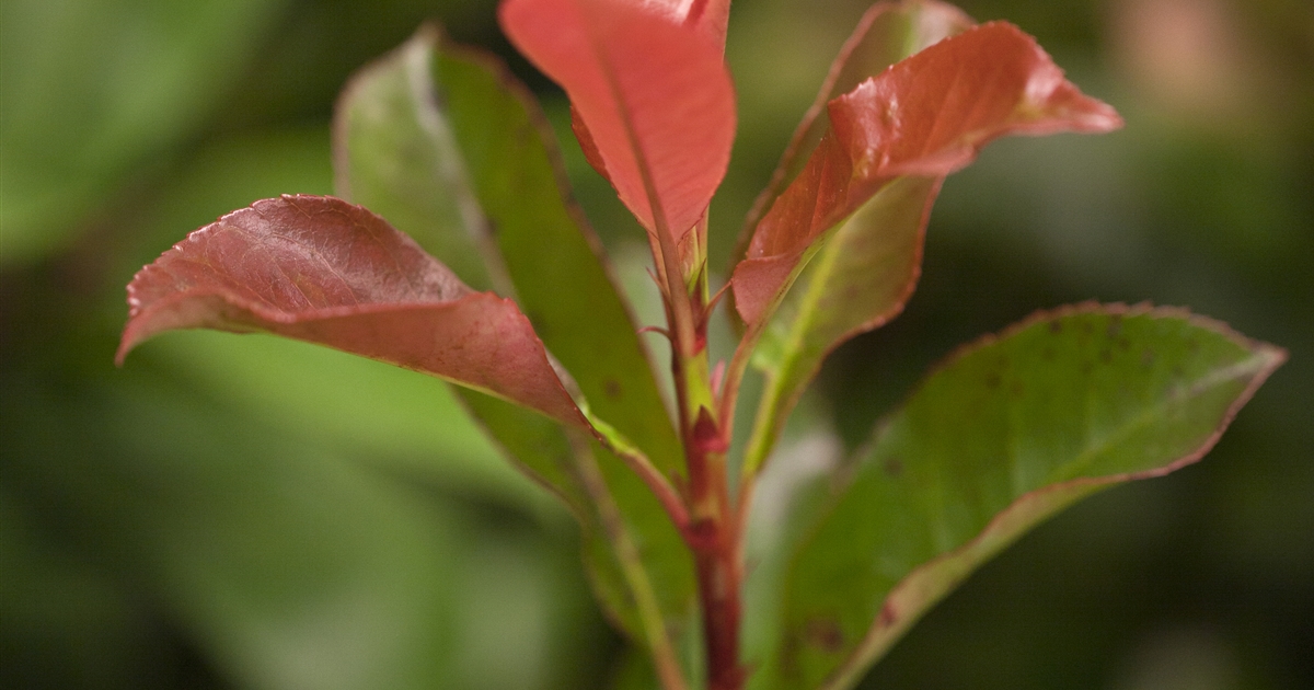 Photinia fraseri (x) 'Robusta Compacta', Glanzmispel - Gartenpflanzen Daepp