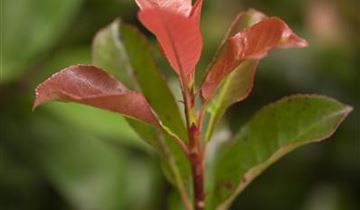 Zum Vergrößern klicken Bildvorschau