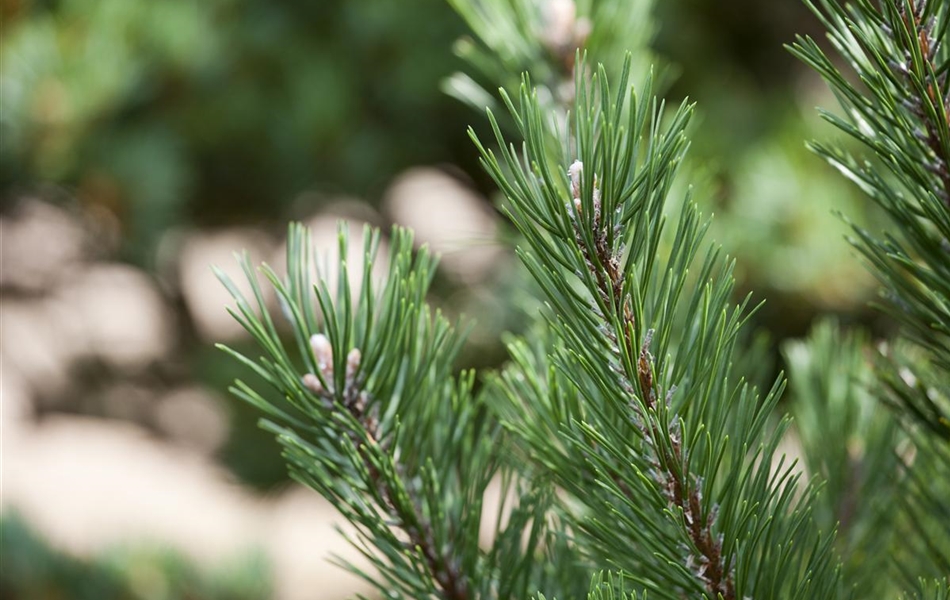 Pinus mugo 'Gnom' Pinus mugo 'Gnom'