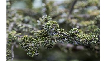 Gartenpflanzen Daepp Gartenpflanzen Daepp