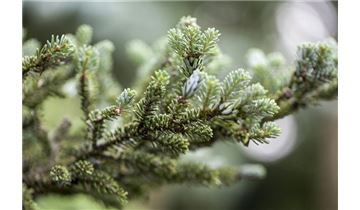 Gartenpflanzen Daepp Gartenpflanzen Daepp