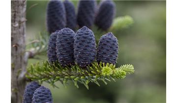 Gartenpflanzen Daepp Gartenpflanzen Daepp