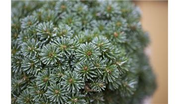 Gartenpflanzen Daepp Gartenpflanzen Daepp