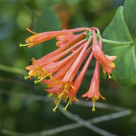Lonicera brownii (x) 'Dropmore Scarlet' Lonicera brownii (x) 'Dropmore Scarlet'