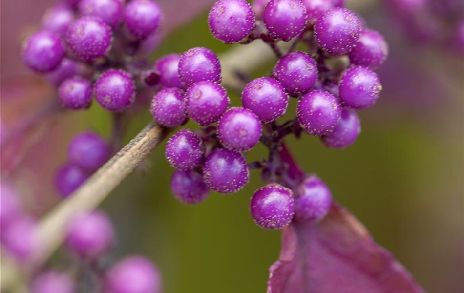 Callicarpa bodinieri 'Profusion' Callicarpa bodinieri 'Profusion'