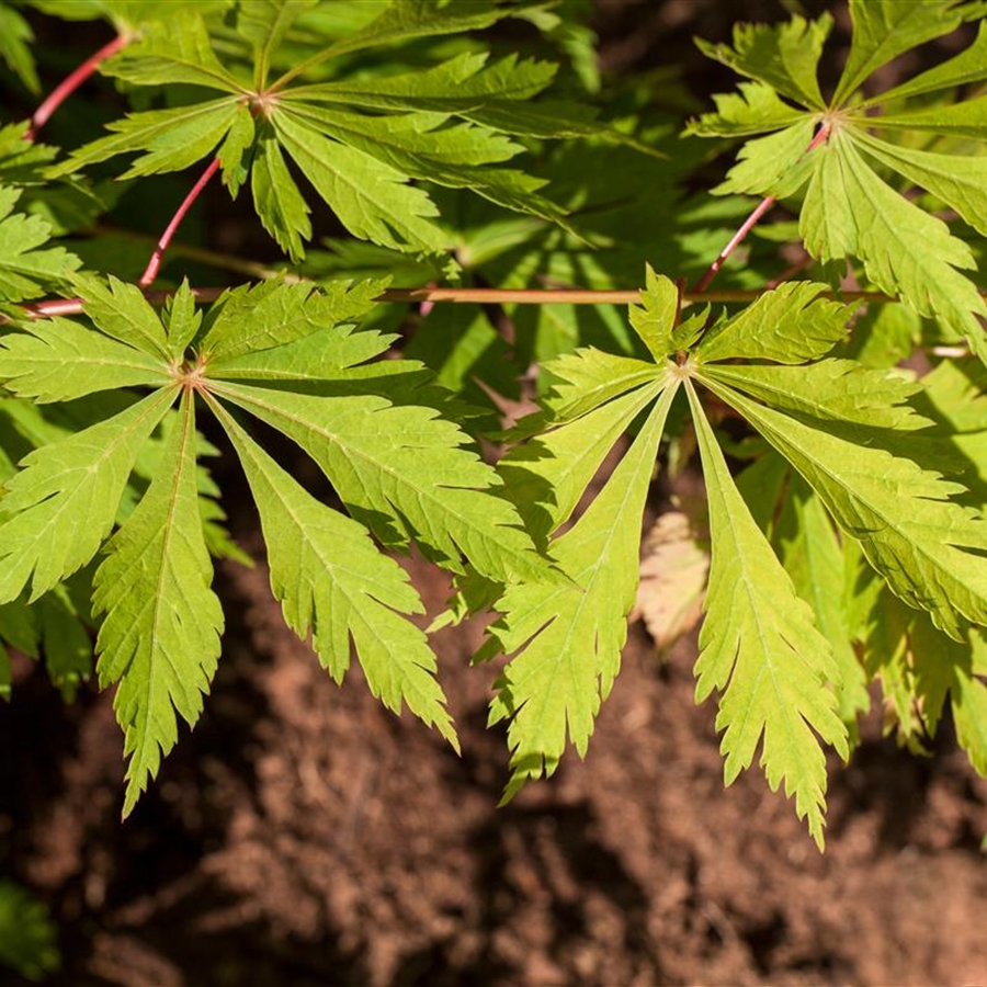 Acer japonicum 'Aconitifolium' Acer japonicum 'Aconitifolium'