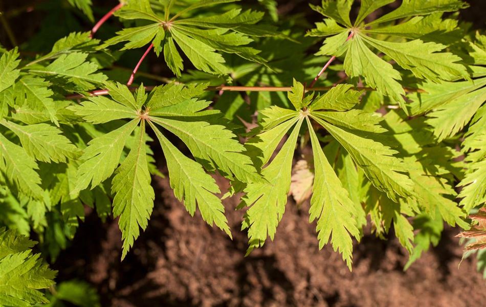 Acer japonicum 'Aconitifolium' Acer japonicum 'Aconitifolium'