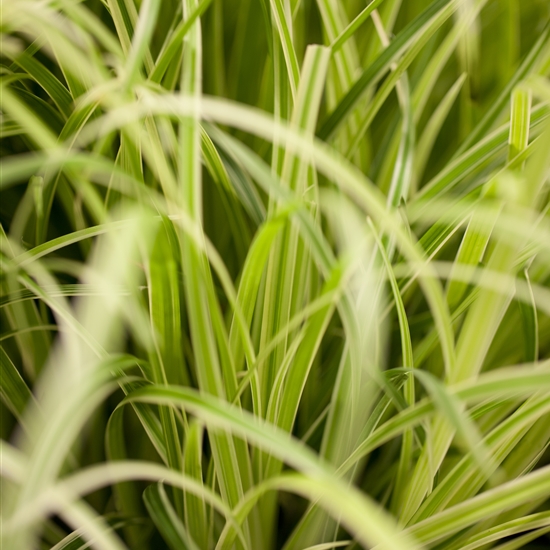Carex hachijoensis 'Evergold' Carex hachijoensis 'Evergold'