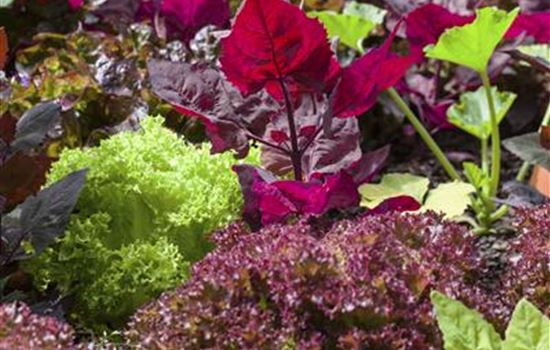 Experiment: Gemüsegarten