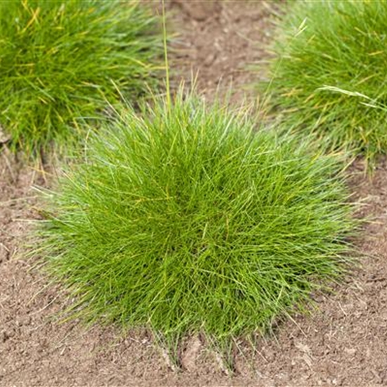 Festuca gautieri Festuca gautieri