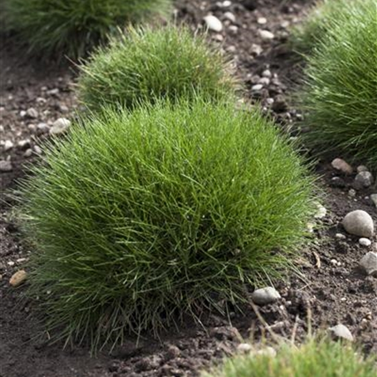 Festuca gautieri 'Pic Carlit' Festuca gautieri 'Pic Carlit'