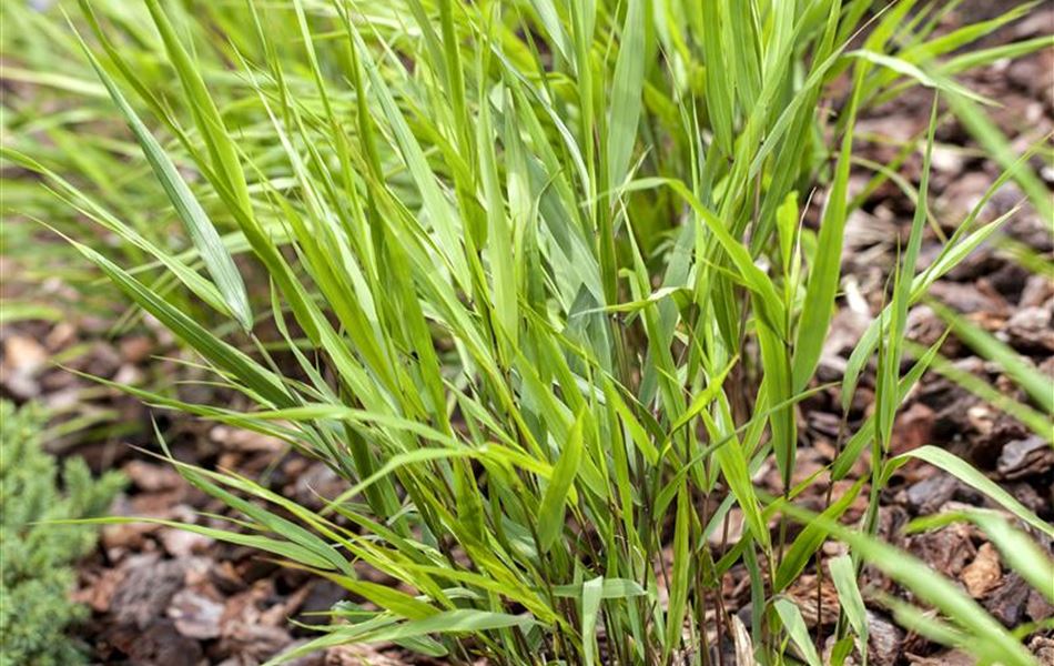 Hakonechloa macra Hakonechloa macra