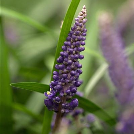 Liriope muscari 'Big Blue' Liriope muscari 'Big Blue'