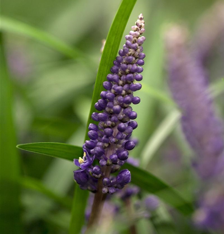 Lilientraube, Traubenlilie