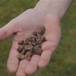 Anemonen - Blumenzwiebeln einpflanzen Anemonen - Blumenzwiebeln einpflanzen