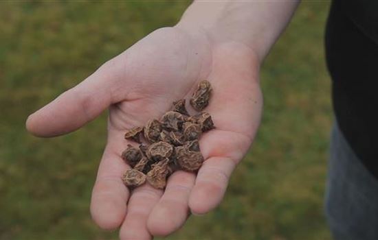 Anemonen - Blumenzwiebeln einpflanzen Anemonen - Blumenzwiebeln einpflanzen