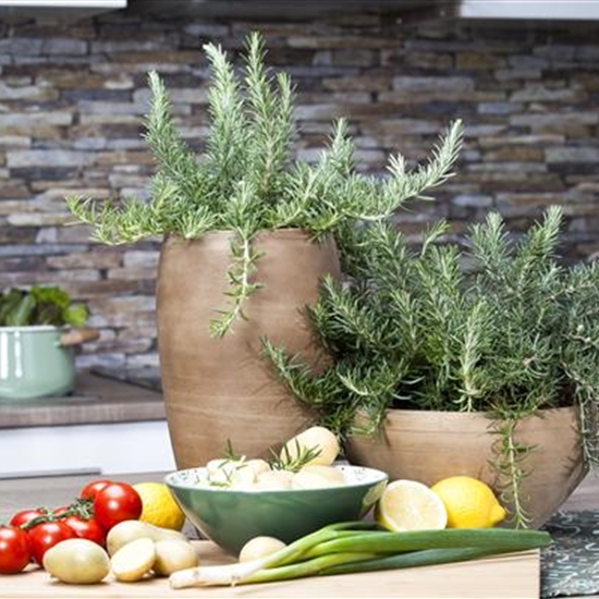 Rosmarinus officinalis 'Prostratus' Rosmarinus officinalis 'Prostratus'