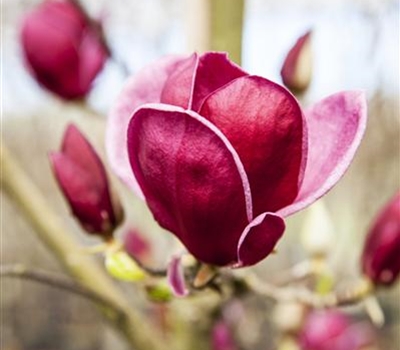 Magnolia 'Genie'