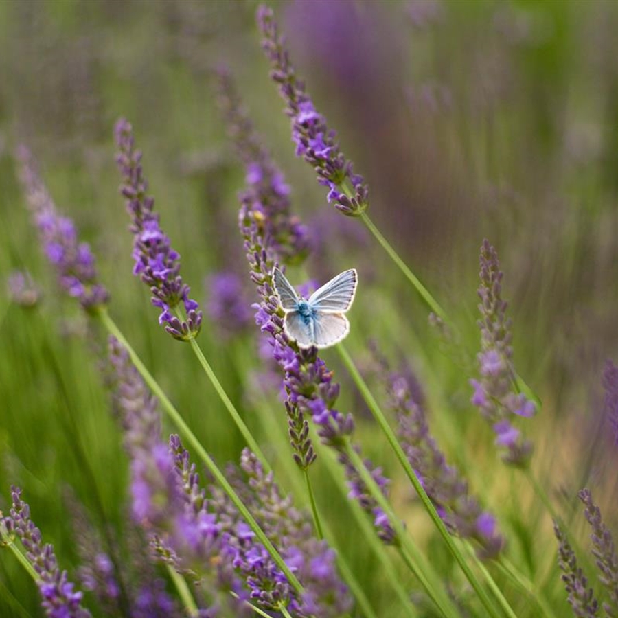 Schmetterlings-Dinner