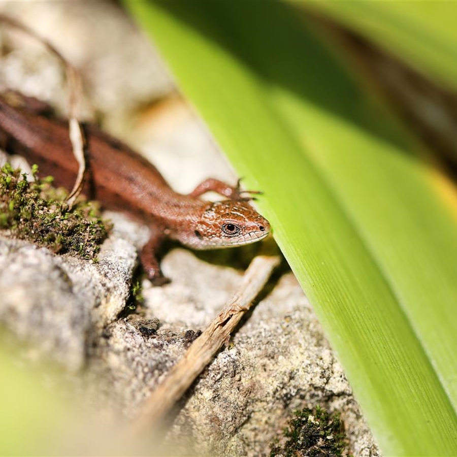 Eidechsli-Versteck Eidechsli-Versteck