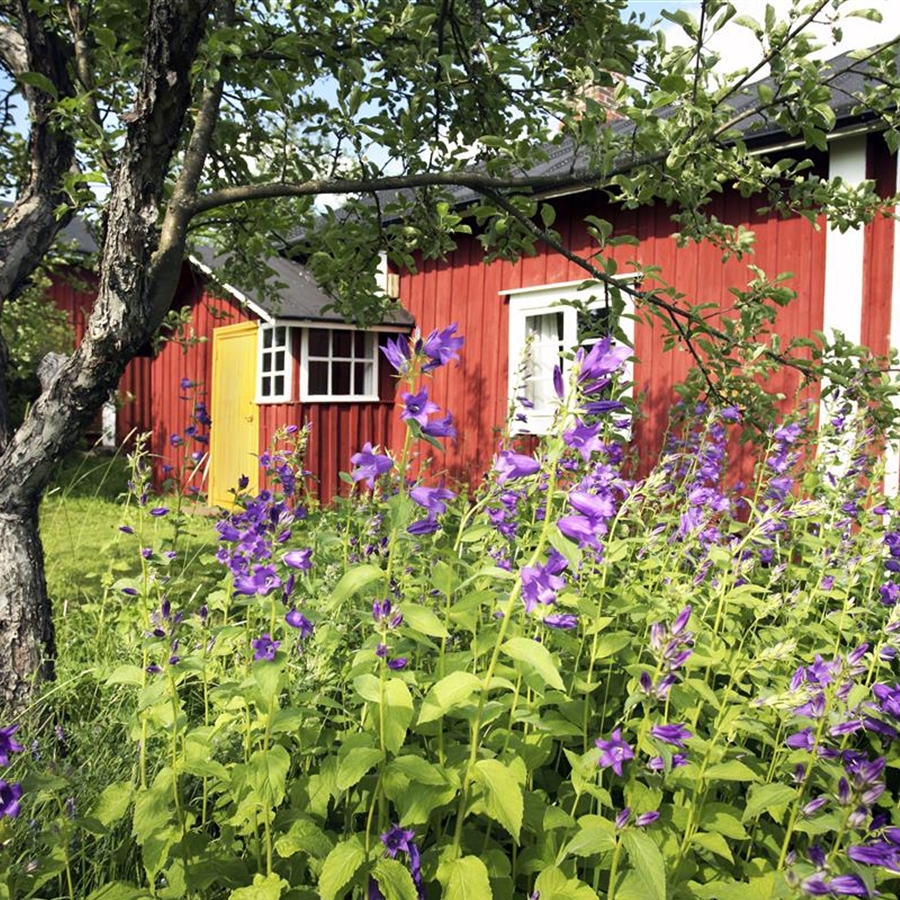 Baumbegleiter Baumbegleiter