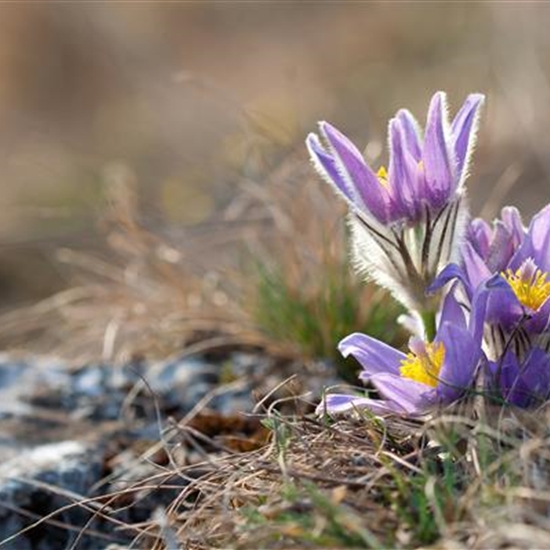 Blüemlisalp-Matte Blüemlisalp-Matte