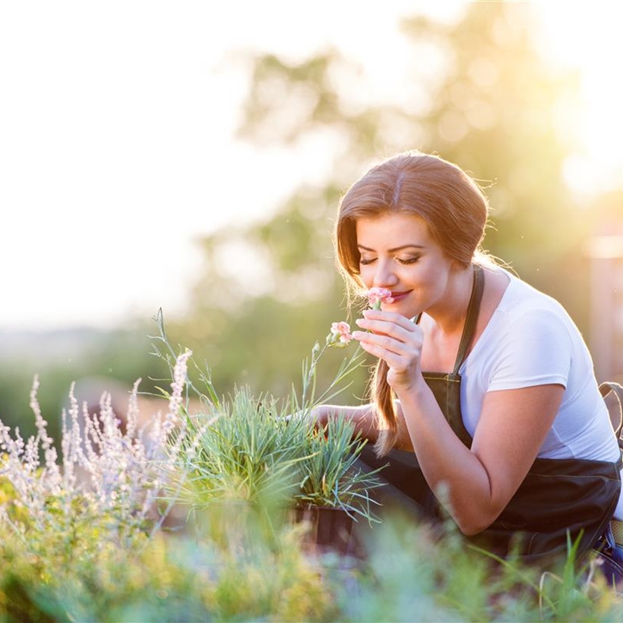 Duftzauber Duftzauber