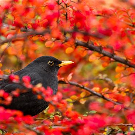 Für Flugkünstler Für Flugkünstler