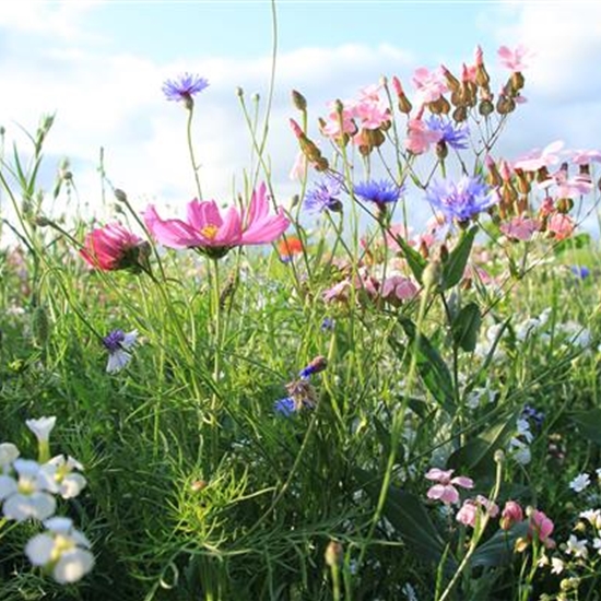 Insekten-Schmaus Insekten-Schmaus