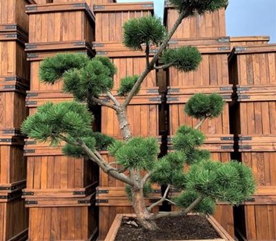 Pinus mugo 'March' Nr. 95